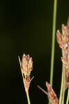 Densetuft hairsedge